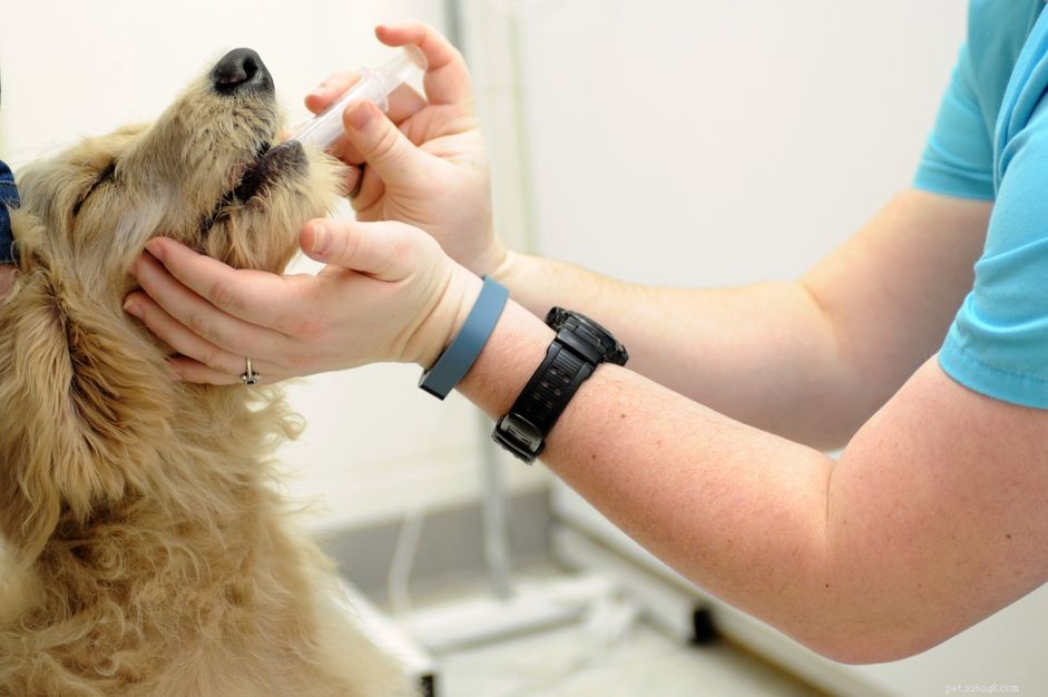 Babesia Infections in Dogs: Causes, Symptoms, and Treatment