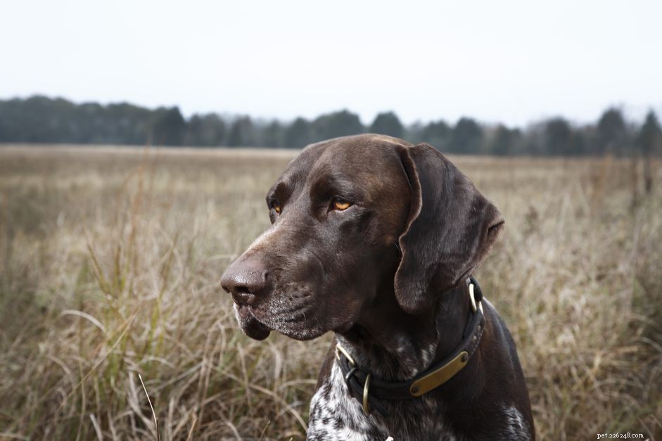 Actinomycosis in Dogs: Causes, Symptoms, Diagnosis, and Treatment