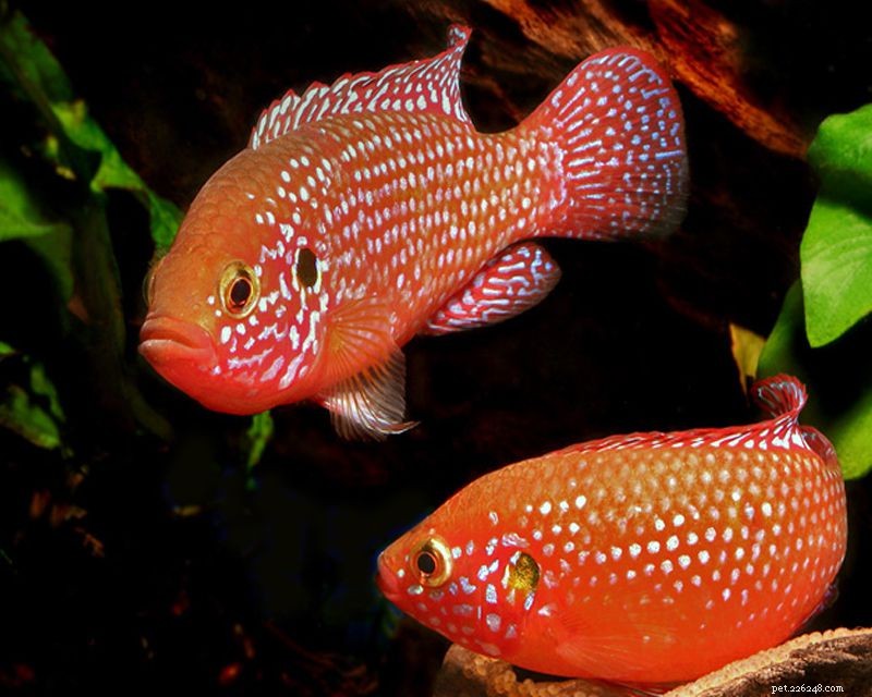 Breeding Ruby Cichlids: Expert Tips for Success