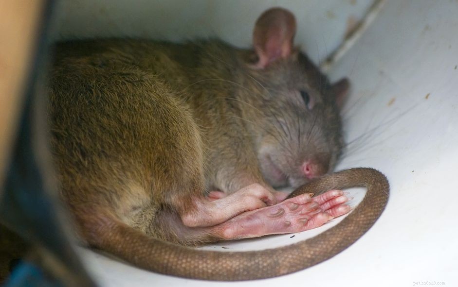 Preventing and Treating Bumblefoot in Rats: Symptoms, Causes, and Care
