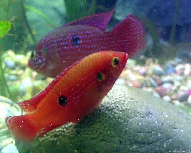 Breeding Ruby Cichlids: Expert Tips for Success