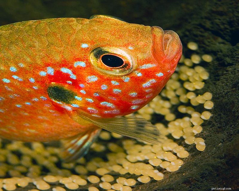 Breeding Ruby Cichlids: Expert Tips for Success