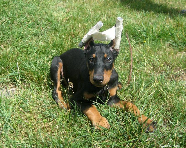 Ear Cropping in Dogs: Procedure, Ethics, and Legal Perspectives