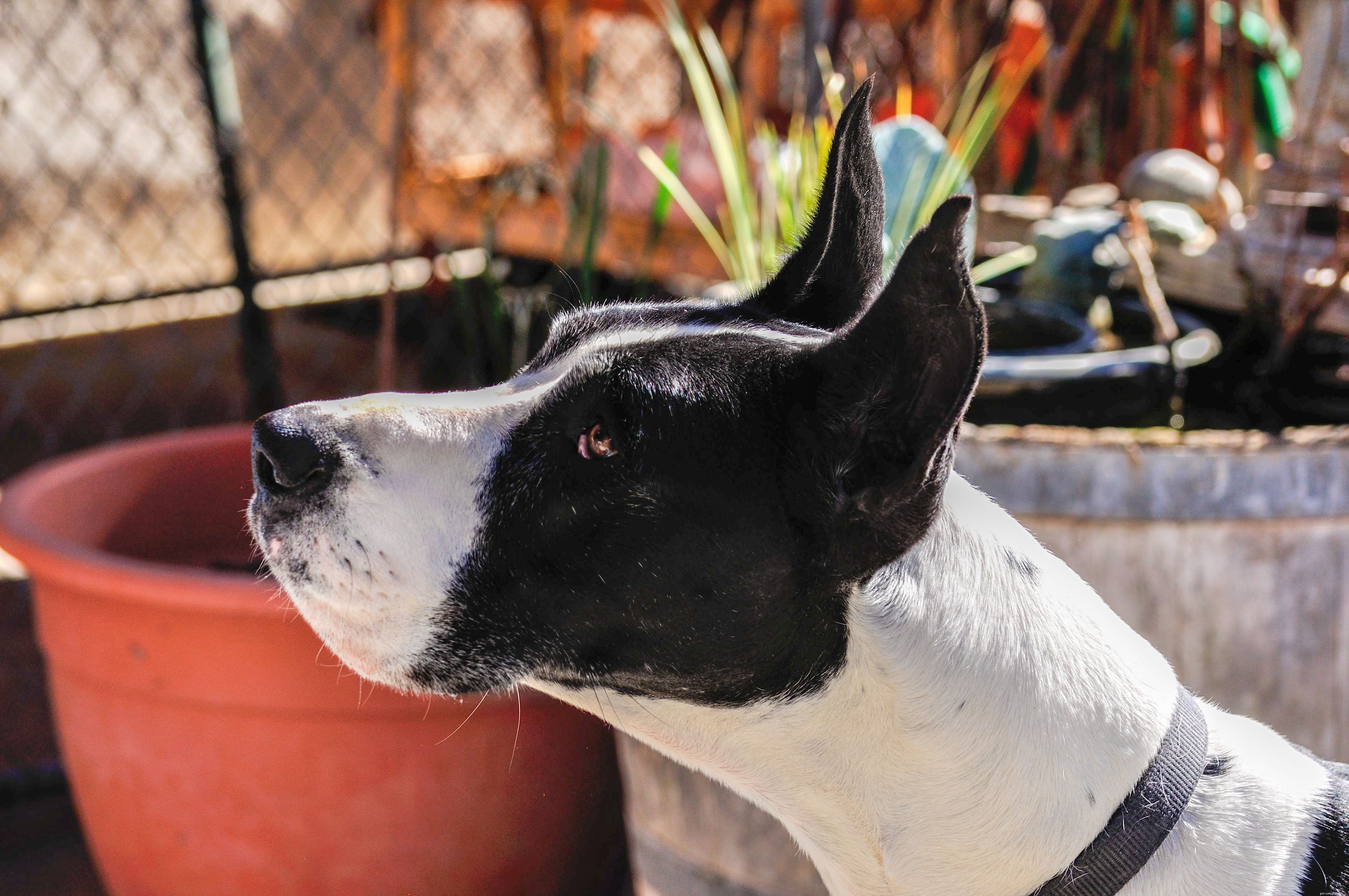 Ear Cropping in Dogs: Procedure, Ethics, and Legal Perspectives