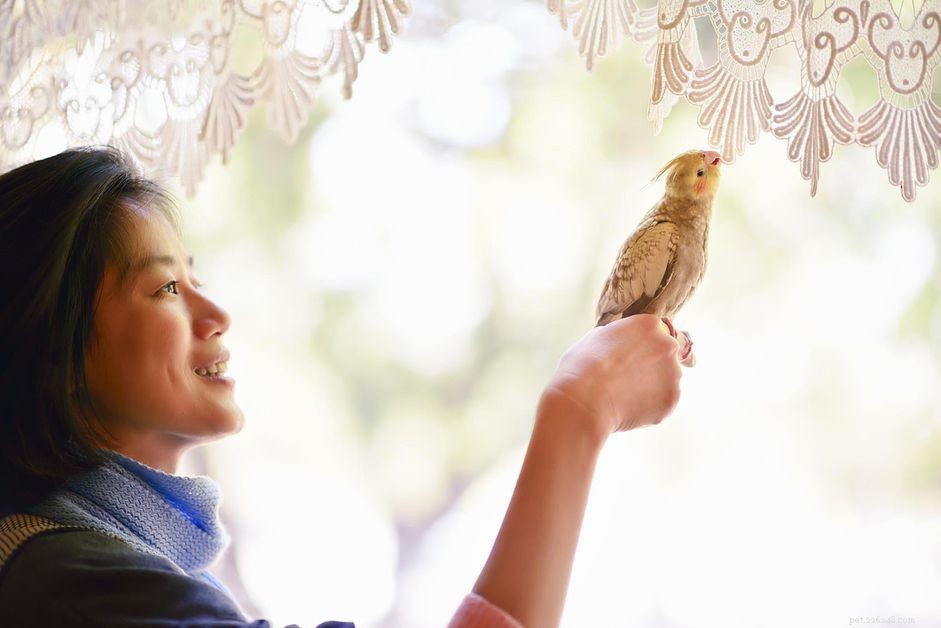 Should You Clip Your Bird’s Wings? Pros, Cons, and Care Guidelines
