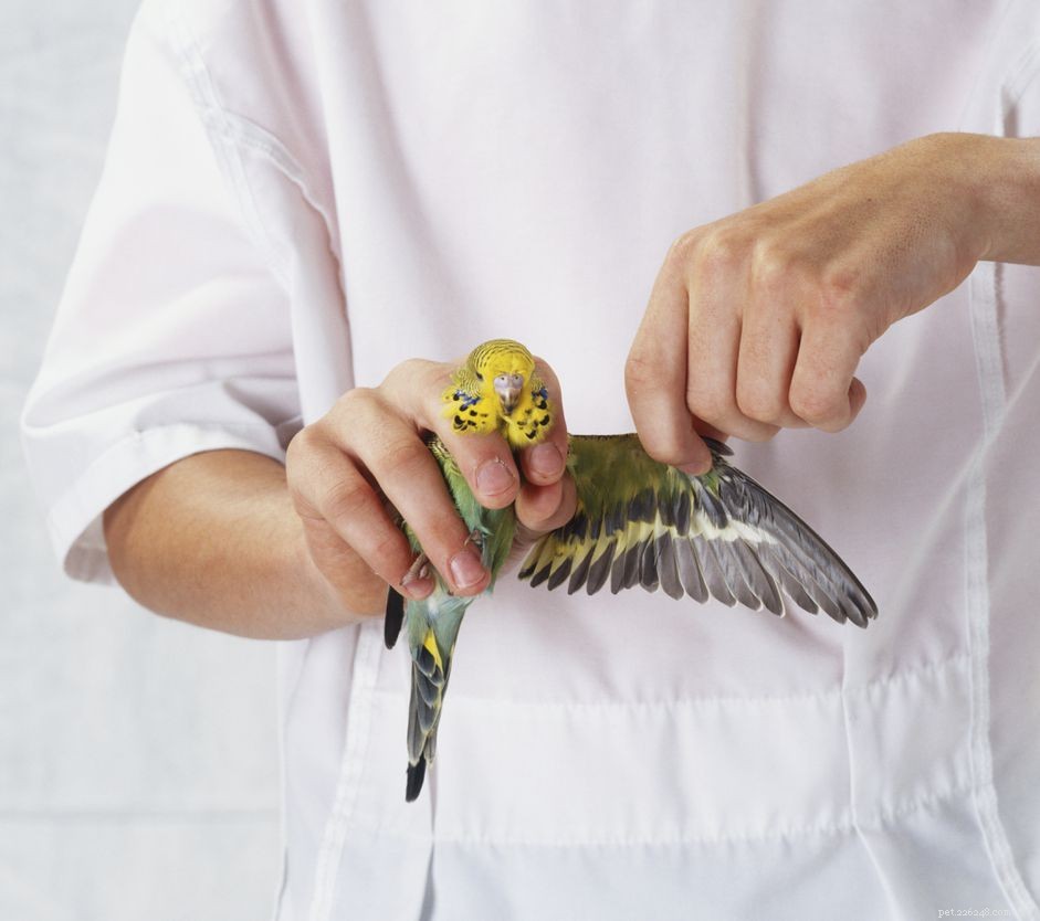 Step-by-Step Guide to Safely Clip Your Bird’s Wings at Home