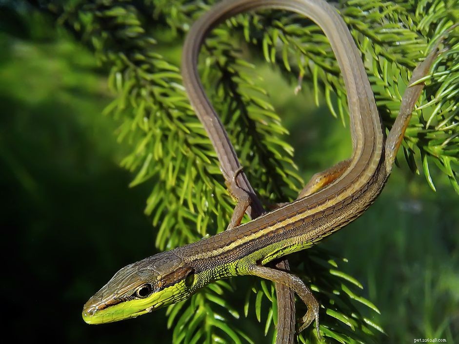 Long‑Tailed Grass Lizard: In‑Depth Profile of Behavior, Care, and Health