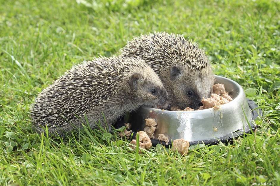 Cat Food vs. Hedgehog Food: Choosing the Best Diet for Your Pet Hedgehog