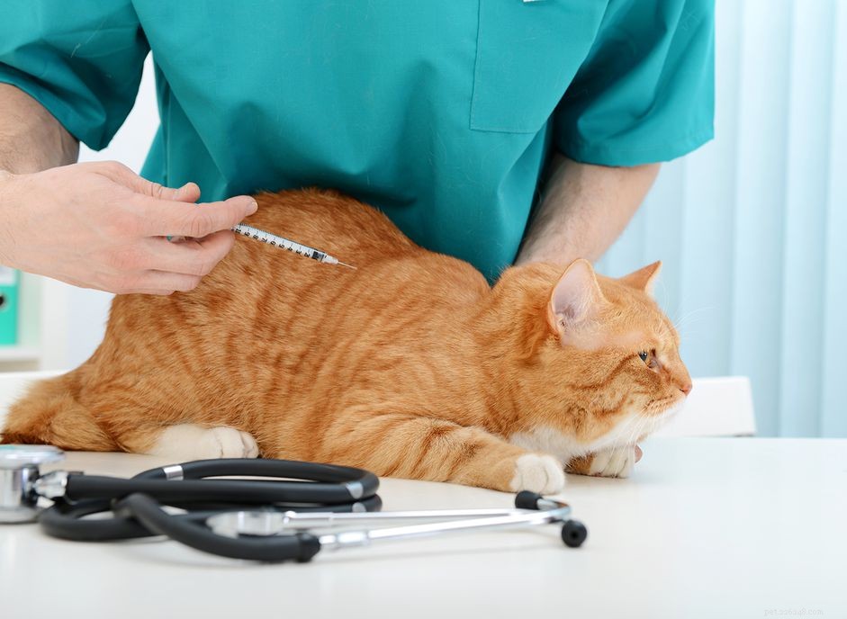 Alternative Treatments to Insulin for Cats with Diabetes: What You Need to Know
