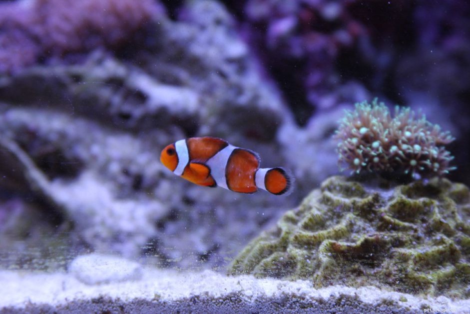 Understanding Brooklynella Disease: Causes, Symptoms, and Prevention in Marine Fish