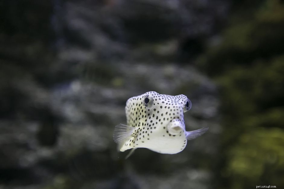 Understanding Fish Mouth Types and Their Ecological Roles