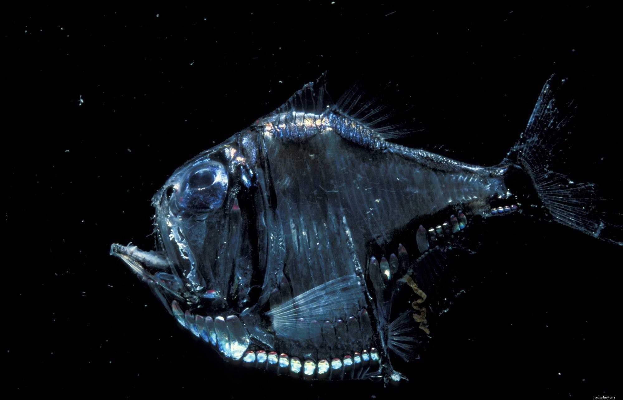 Understanding Fish Mouth Types and Their Ecological Roles