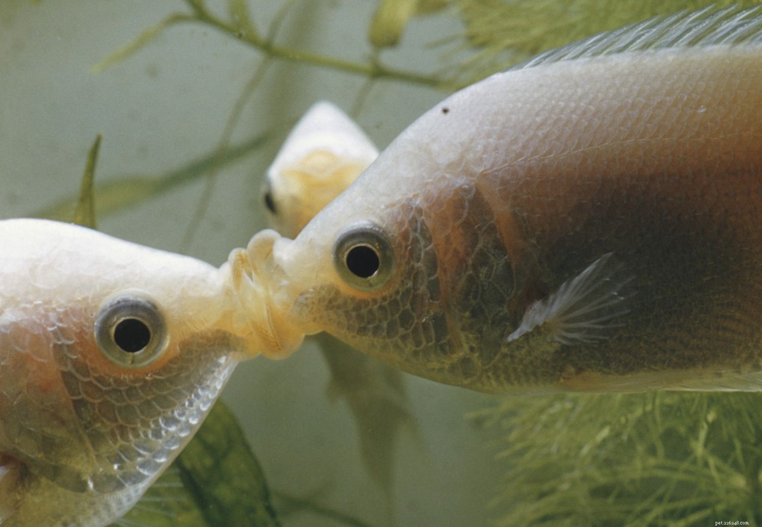 Understanding Fish Mouth Types and Their Ecological Roles
