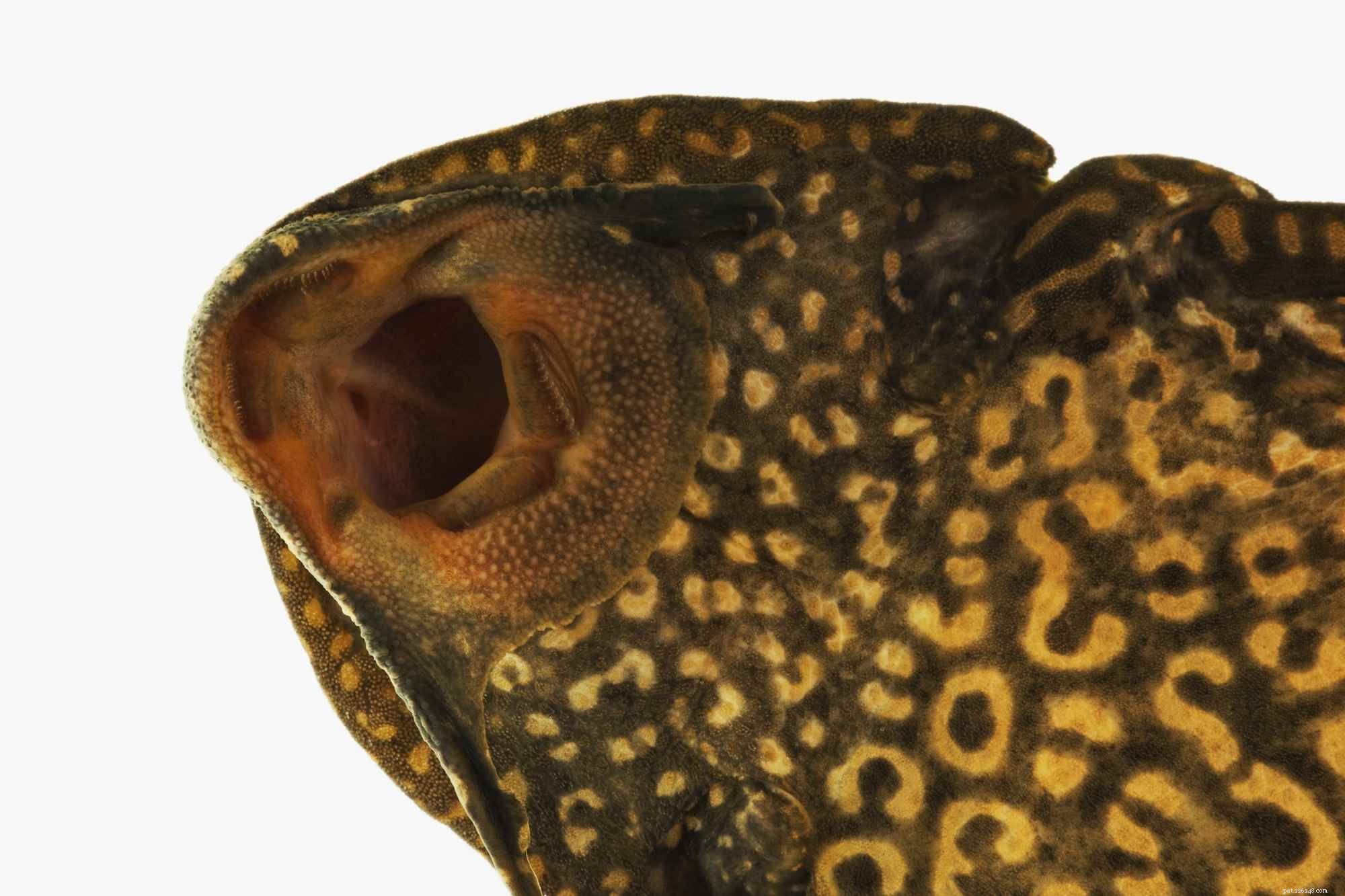 Understanding Fish Mouth Types and Their Ecological Roles