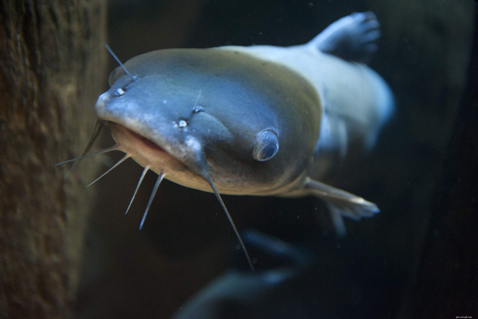 Understanding Fish Mouth Types and Their Ecological Roles