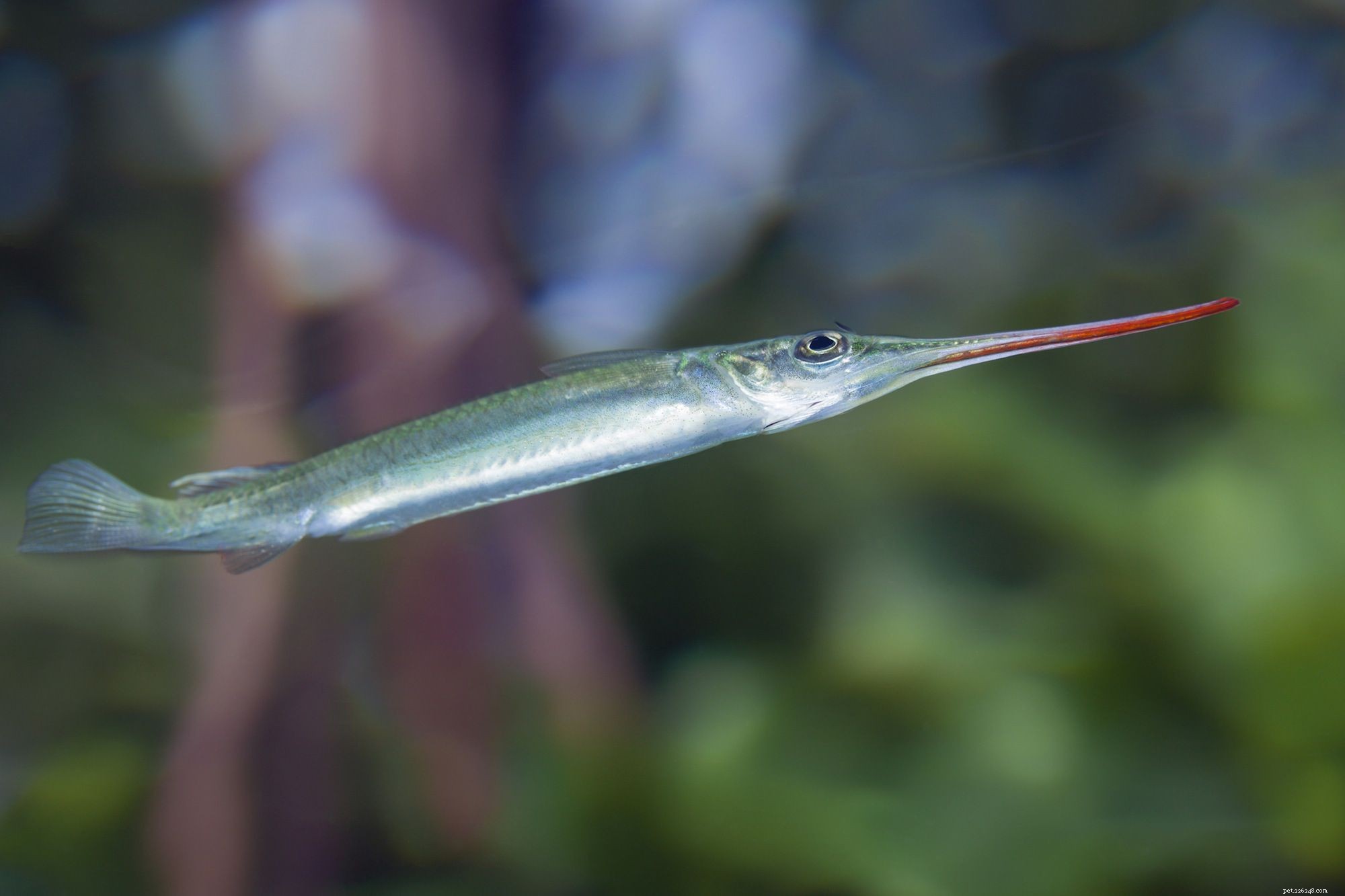Understanding Fish Mouth Types and Their Ecological Roles