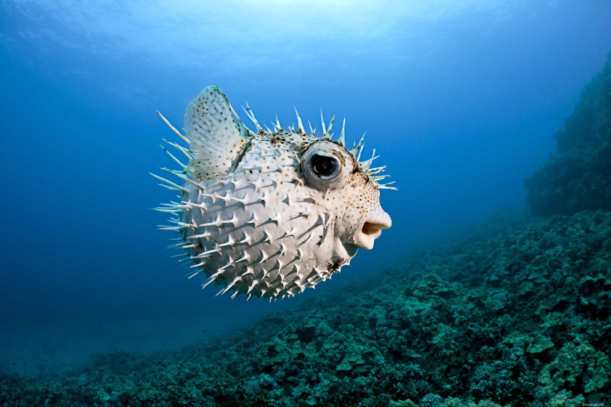 Understanding Fish Mouth Types and Their Ecological Roles