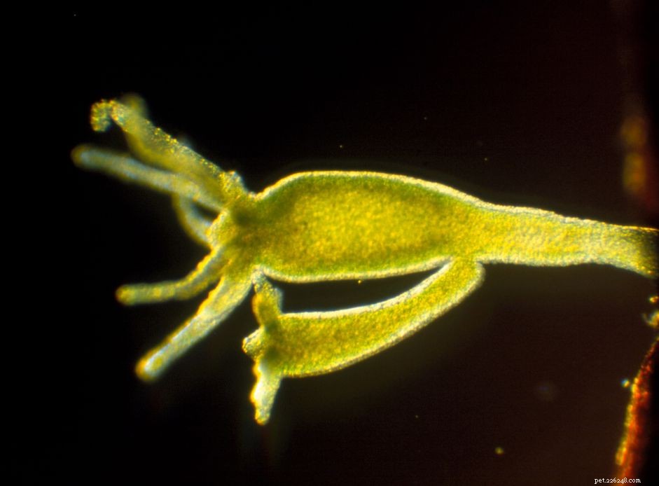 Eliminate Hydra in Your Aquarium: Proven Strategies for a Healthy System