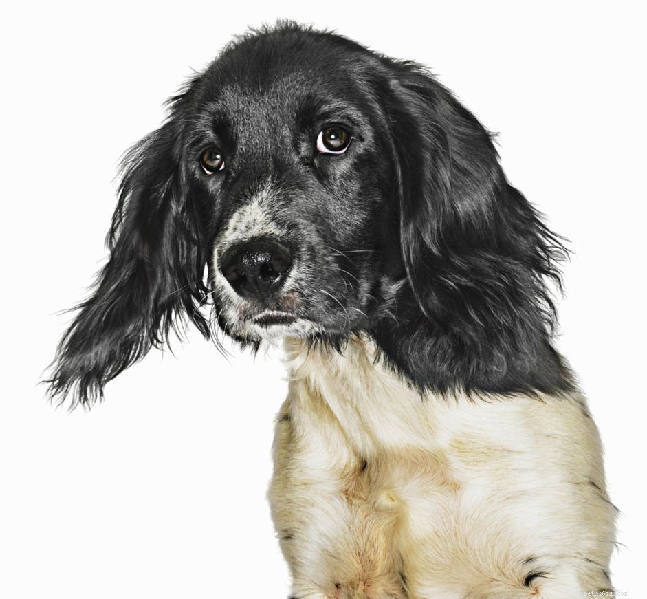 Identifying Canine Seizures: Key Signs You Need to Know