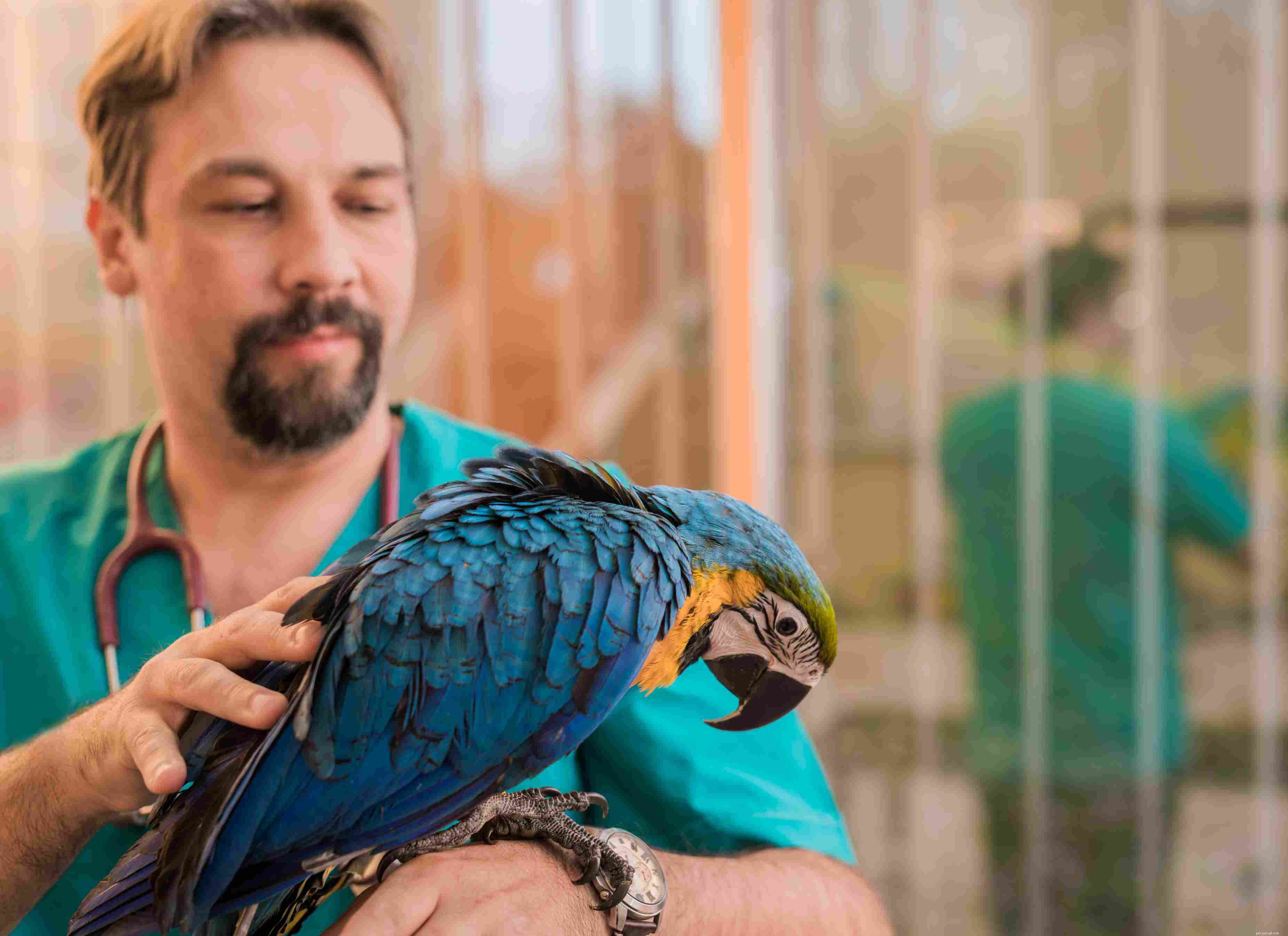 5 Key Indicators Your Bird Is Suffering – Recognize Signs Early