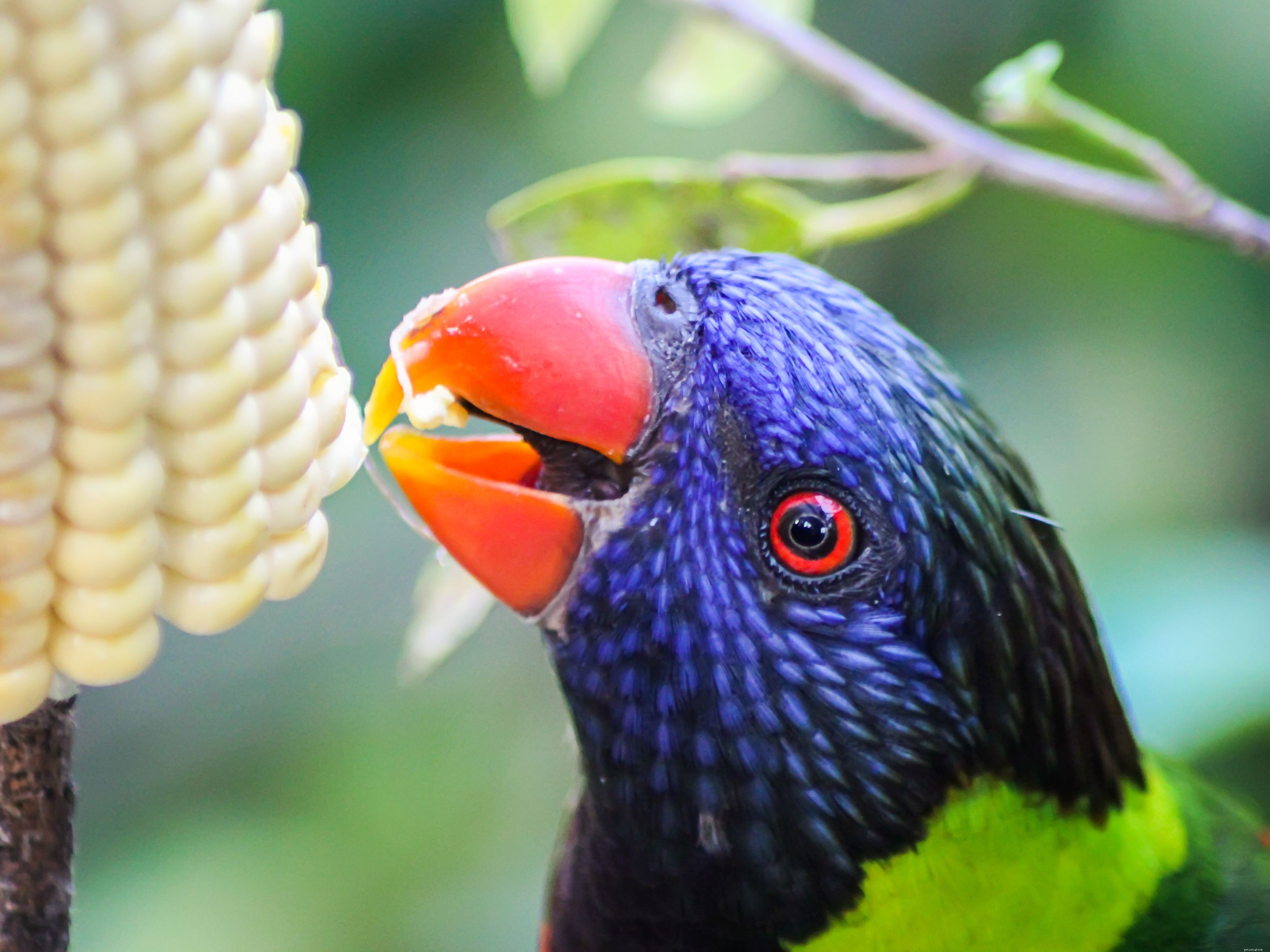 5 Key Indicators Your Bird Is Suffering – Recognize Signs Early