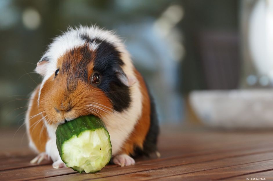 Treating the Five Most Common Guinea Pig Diseases: A Comprehensive Guide