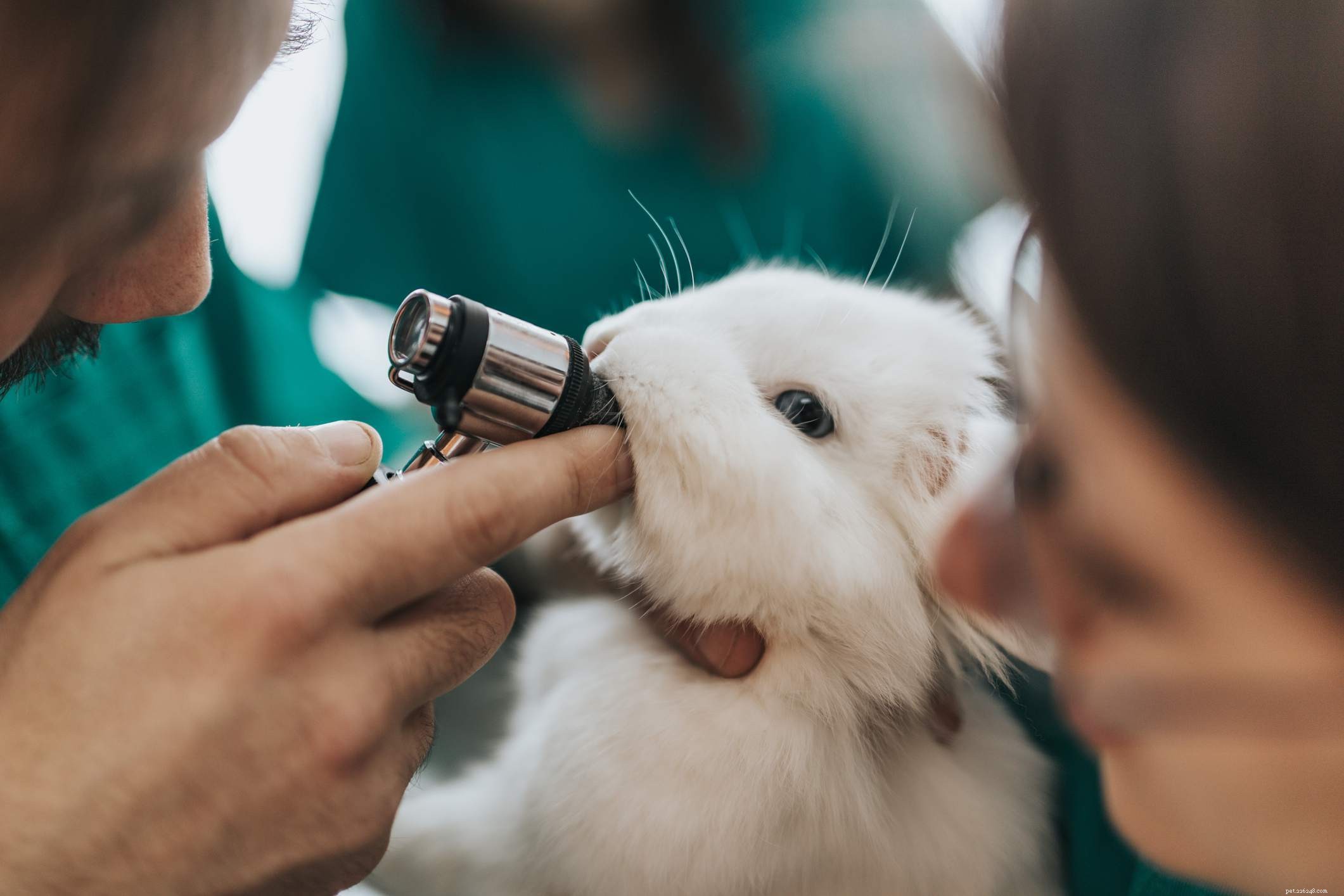 Can Cats Catch Your Cold? Understanding Zoonotic Transmission