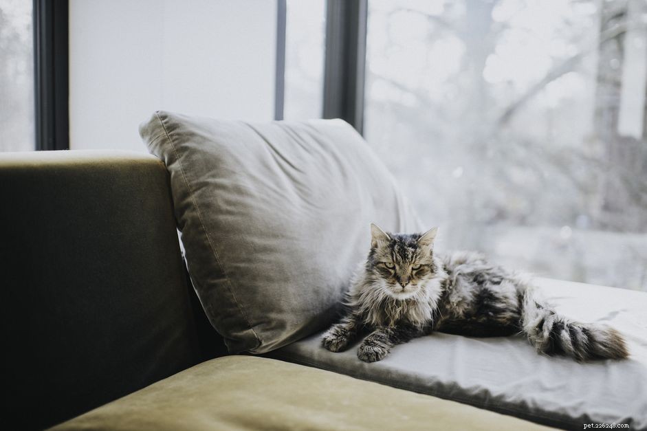 Do Cats Experience Menopause? Understanding Female Cat Reproductive Health