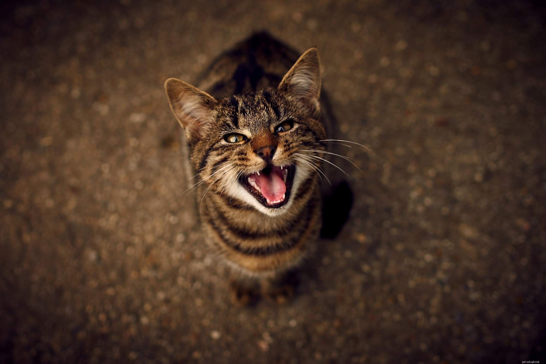 Do Cats Experience Menopause? Understanding Female Cat Reproductive Health