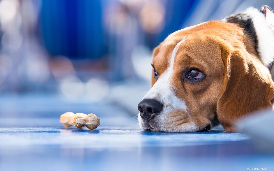 Why Some People Dislike Dogs: 10 Key Reasons & How to Bridge the Gap