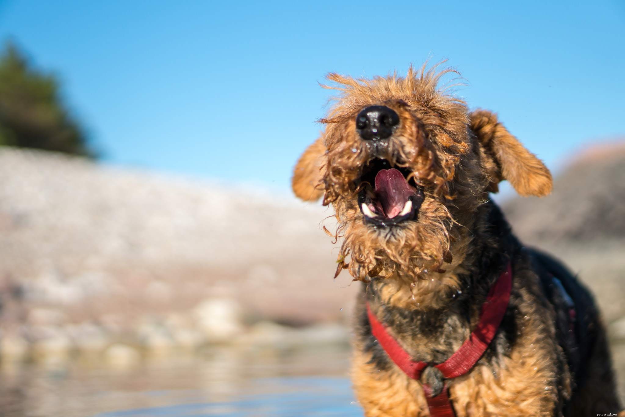 Why Some People Dislike Dogs: 10 Key Reasons & How to Bridge the Gap