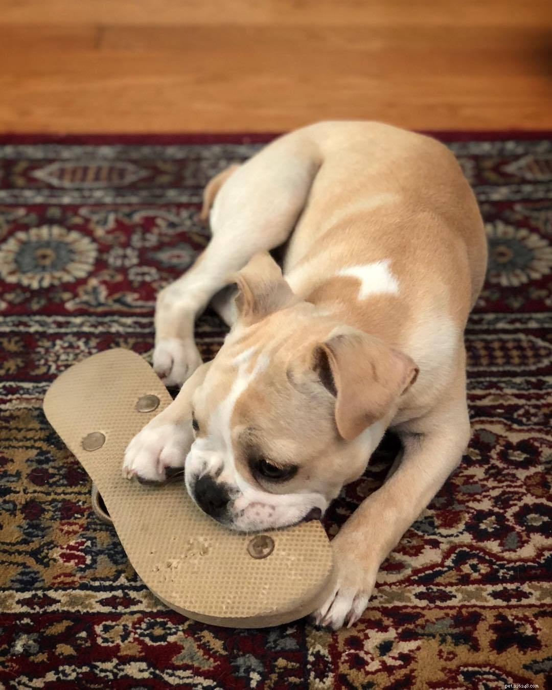 Why Some People Dislike Dogs: 10 Key Reasons & How to Bridge the Gap