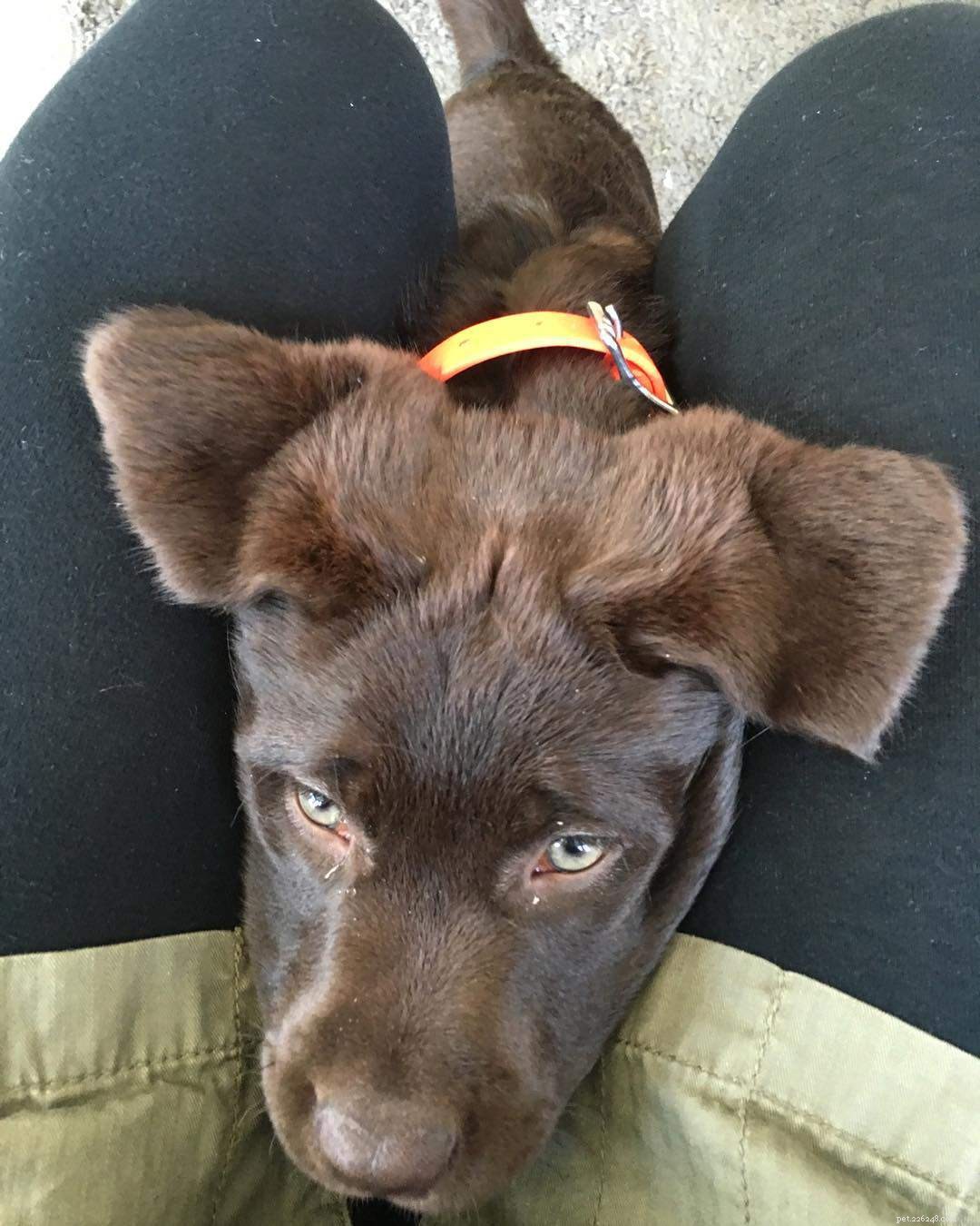 Why Some People Dislike Dogs: 10 Key Reasons & How to Bridge the Gap