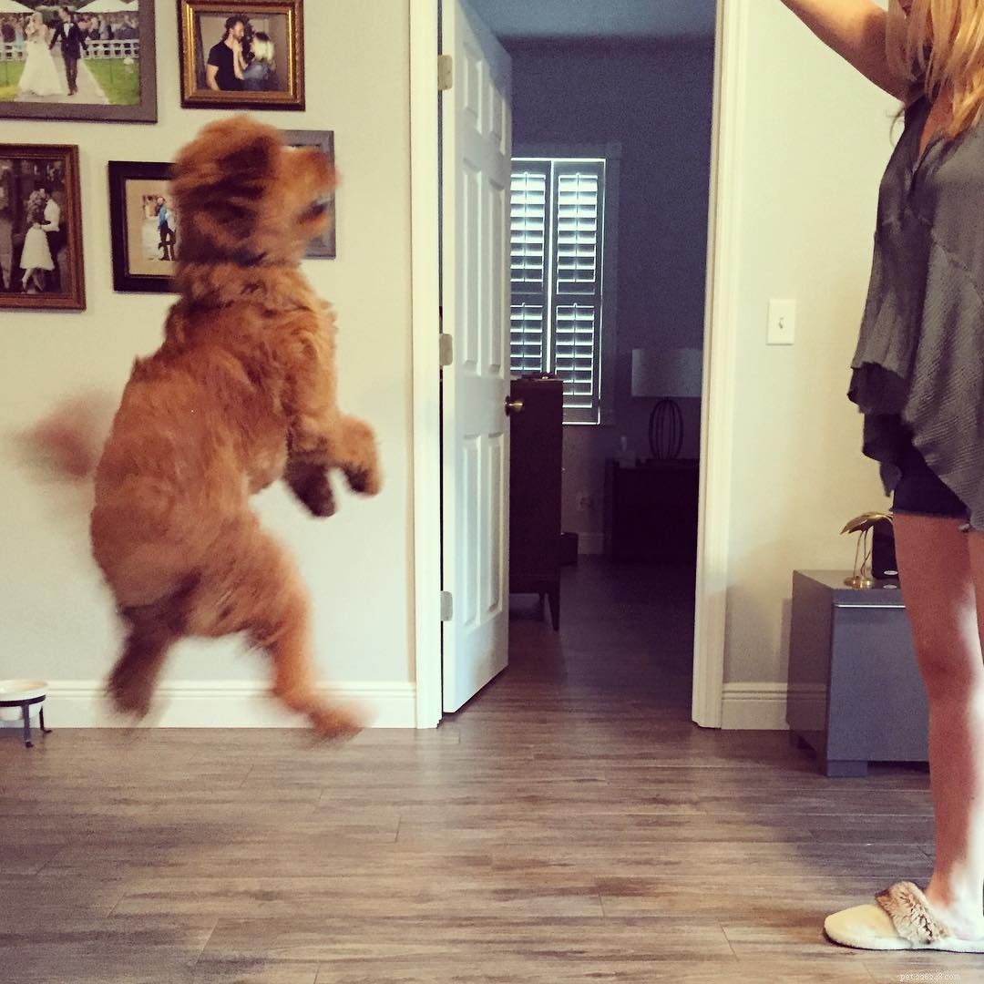 Why Some People Dislike Dogs: 10 Key Reasons & How to Bridge the Gap