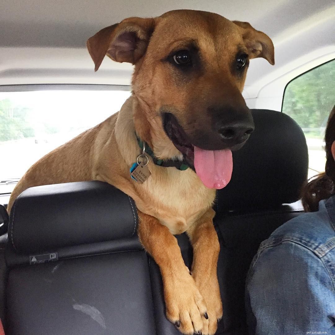 Why Some People Dislike Dogs: 10 Key Reasons & How to Bridge the Gap