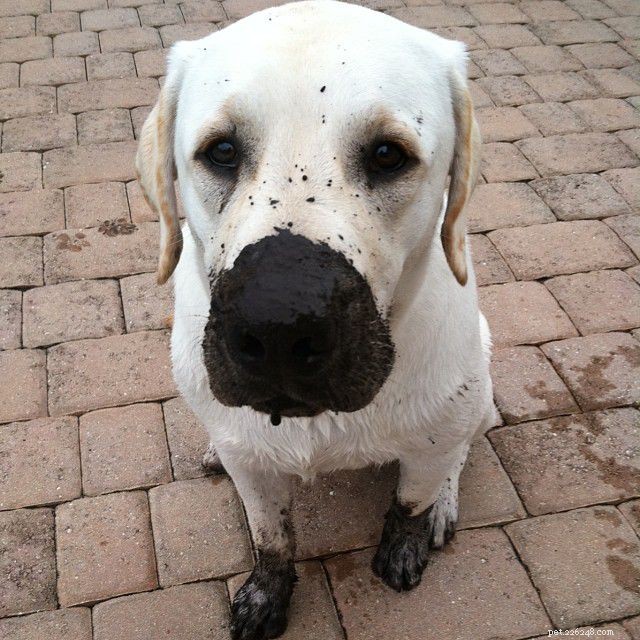 Why Some People Dislike Dogs: 10 Key Reasons & How to Bridge the Gap