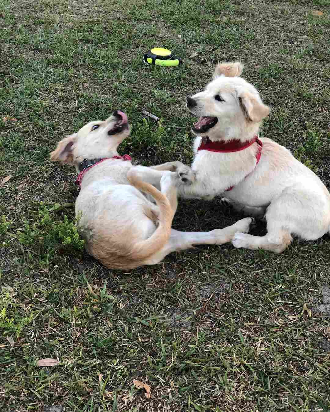 Why Some People Dislike Dogs: 10 Key Reasons & How to Bridge the Gap