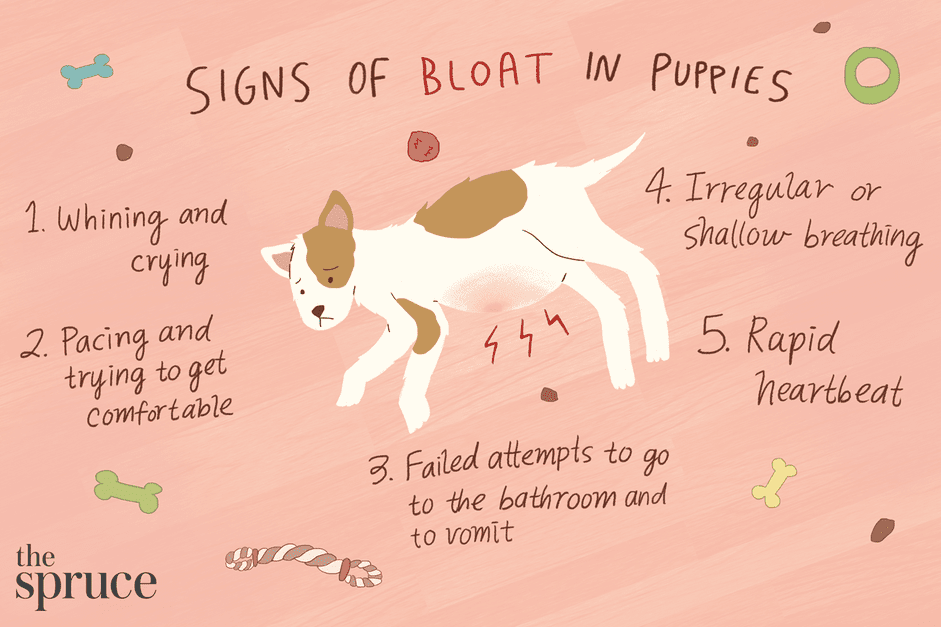 Puppy Bloat: Causes, Symptoms, and Urgent Care