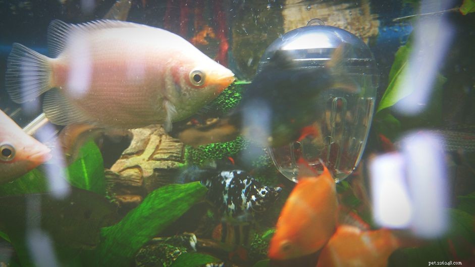 Expert Guide: Treating Ammonia Poisoning in Aquarium Fish