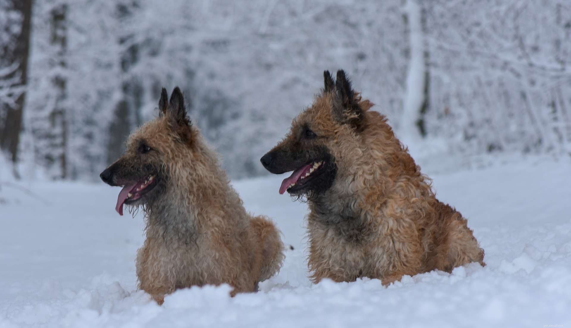 Belgian Laekenois: Comprehensive Guide to the Rare Shepherd Breed