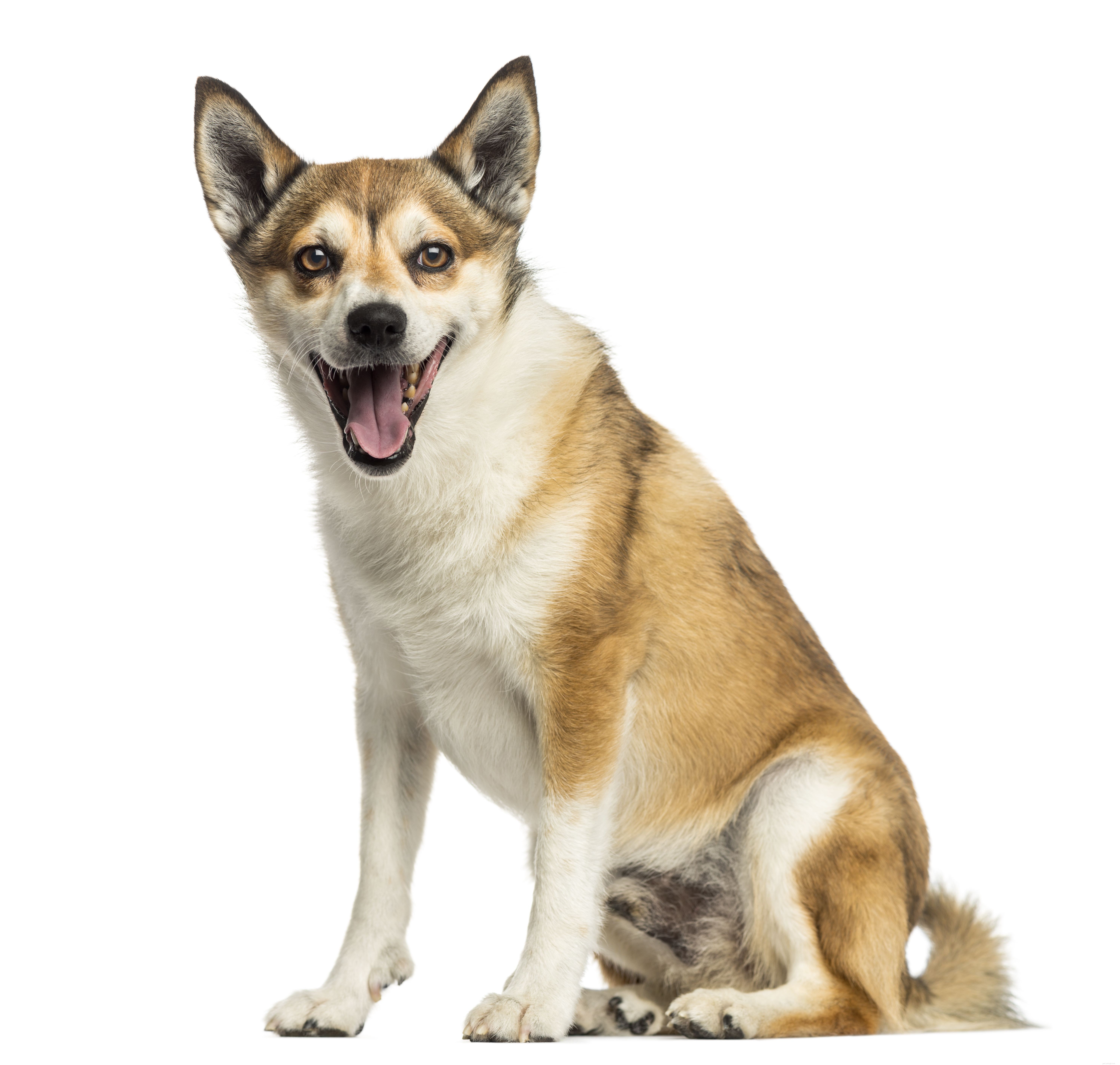 Norwegian Lundehund: Breed Traits, Health, and Care Guide