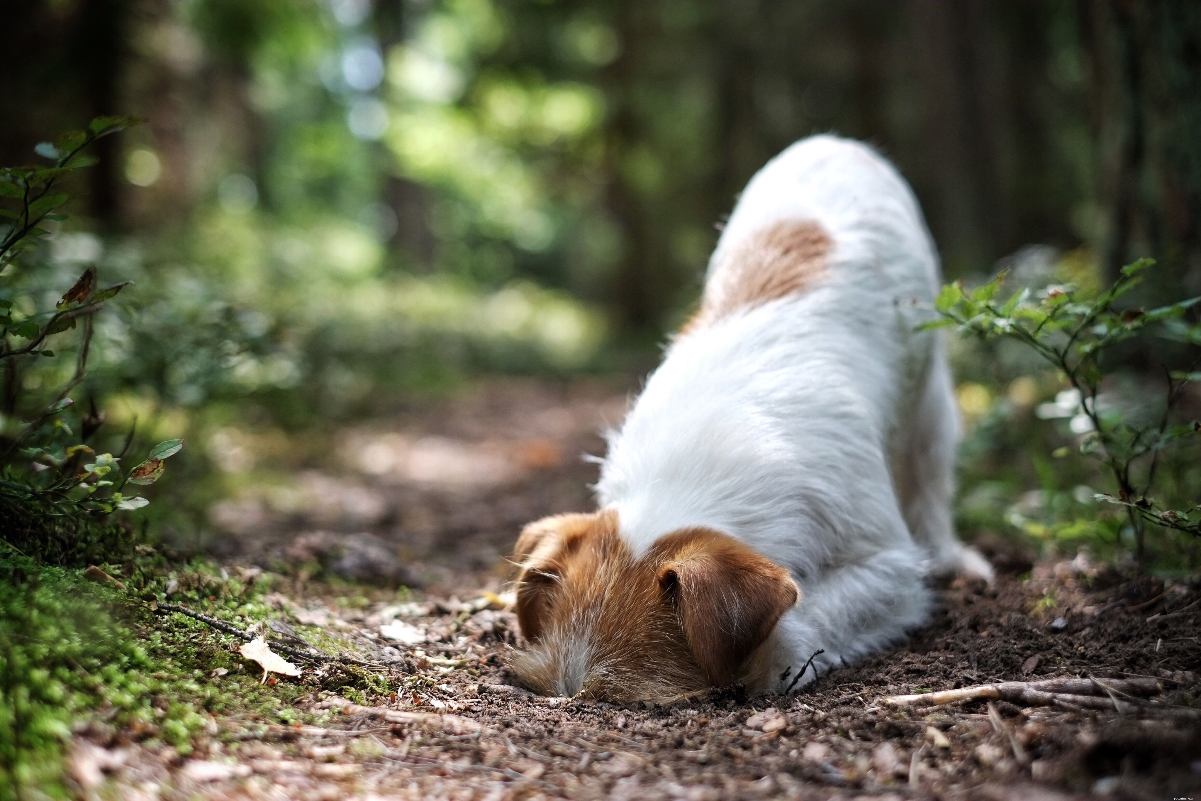 Understanding Ringworm in Dogs: Symptoms, Causes, and Effective Treatment