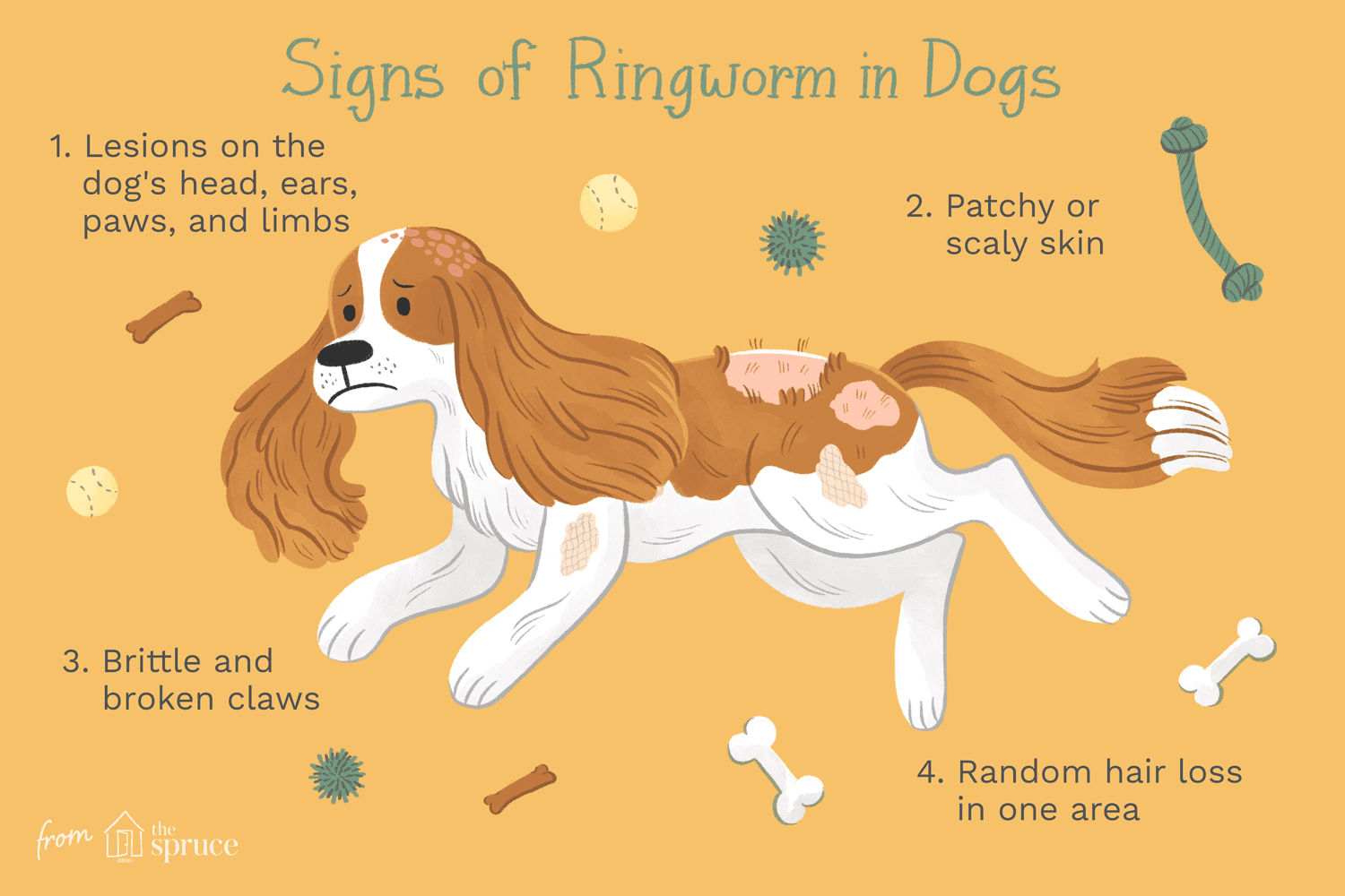 Understanding Ringworm in Dogs: Symptoms, Causes, and Effective Treatment