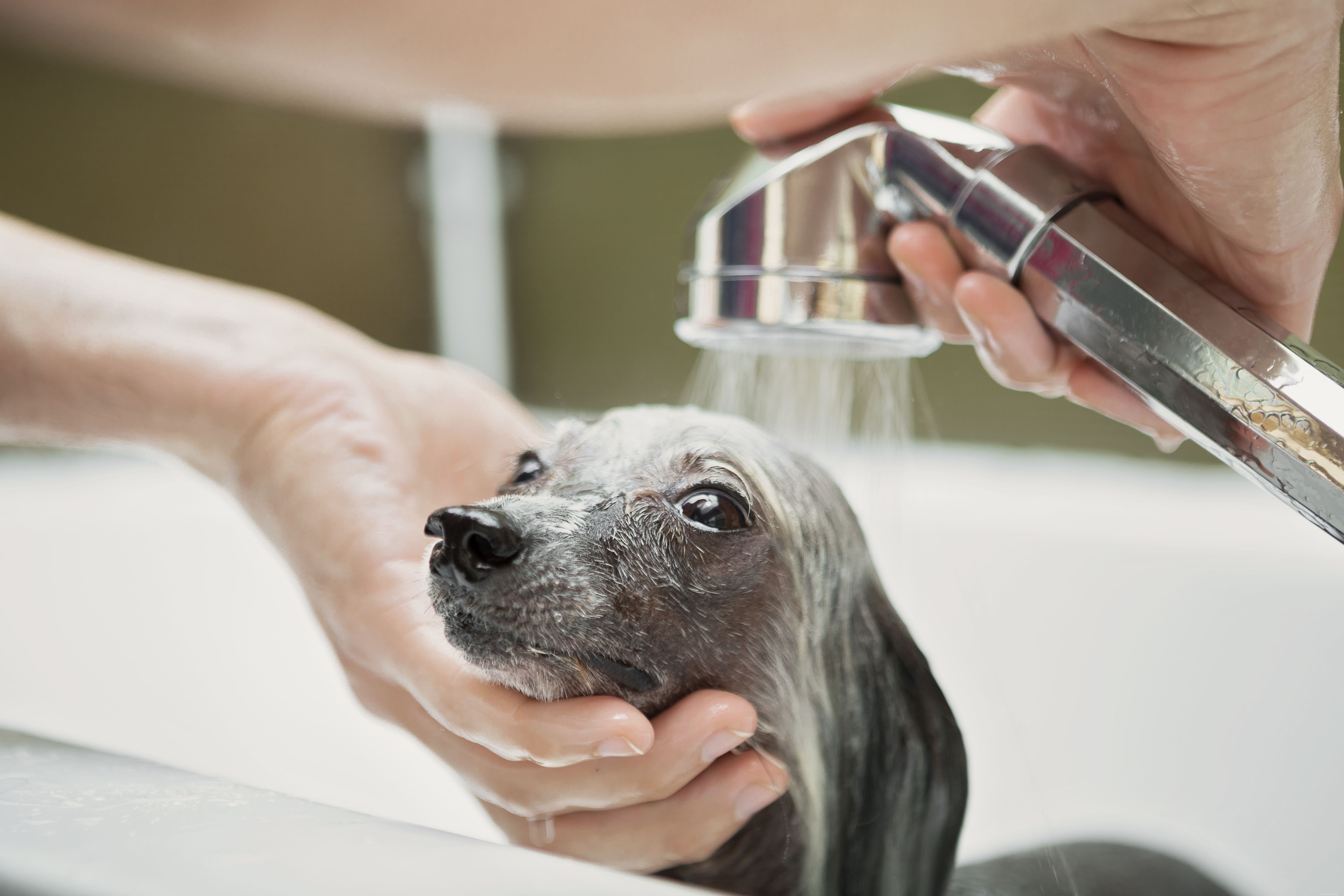 Understanding Ringworm in Dogs: Symptoms, Causes, and Effective Treatment