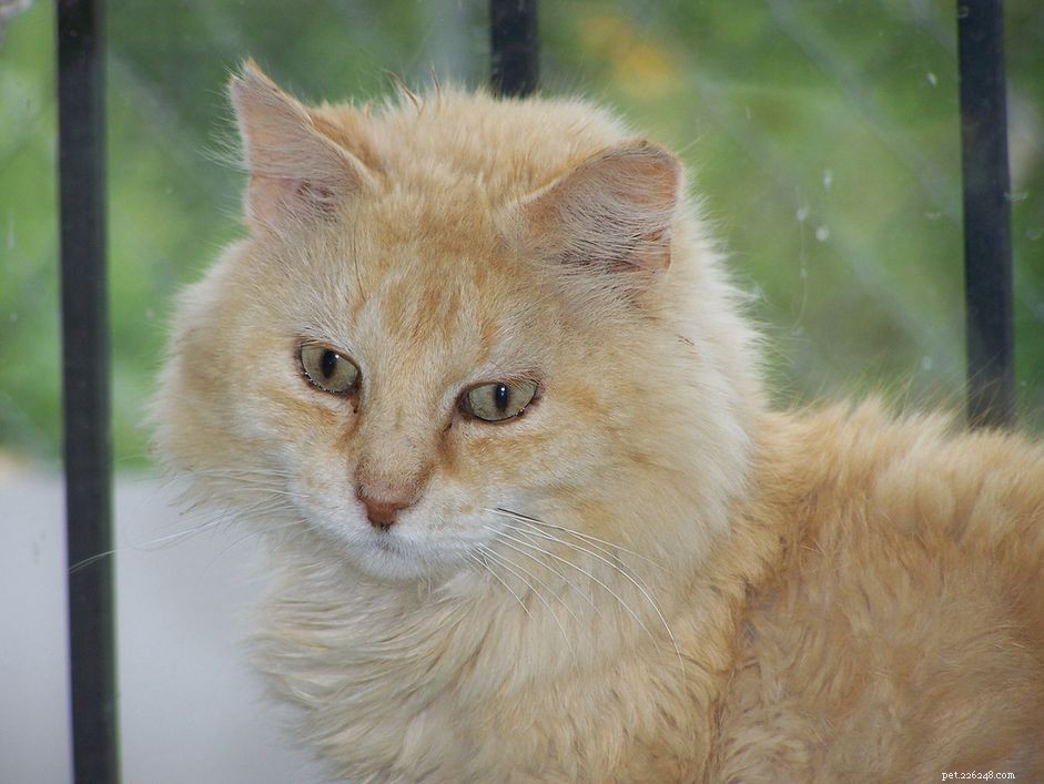 How to Test Your Cat for Feline Immunodeficiency Virus (FIV): A Comprehensive Guide