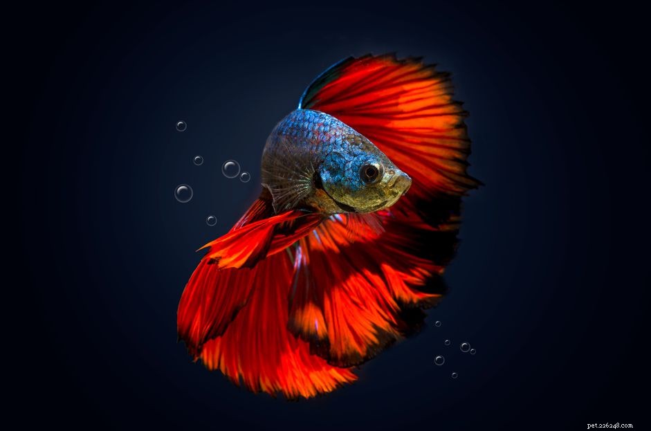 How to Identify the Gender of Your Betta Fish: A Practical Guide
