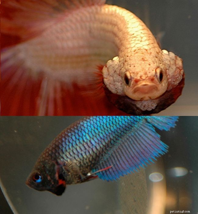 How to Identify the Gender of Your Betta Fish: A Practical Guide