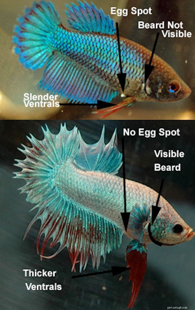 How to Identify the Gender of Your Betta Fish: A Practical Guide