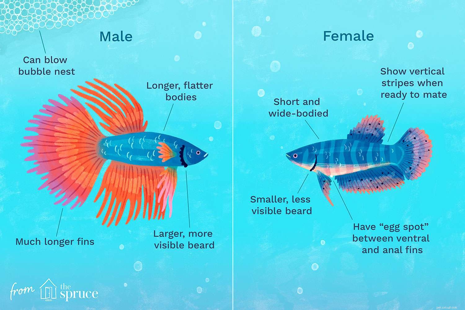 How to Identify the Gender of Your Betta Fish: A Practical Guide