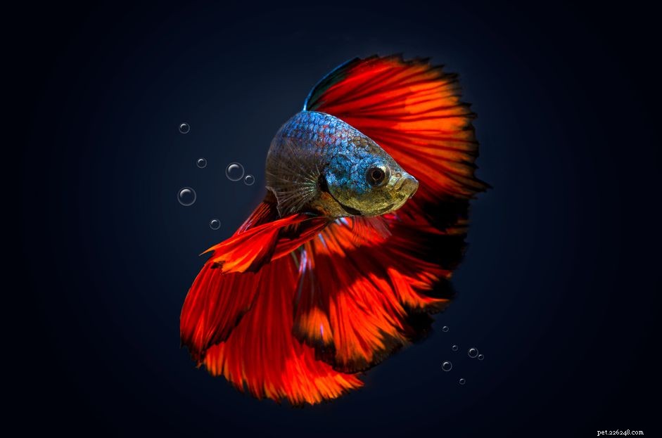 Optimal Habitat Settings for Betta Fish: Temperature, Tank Size, and Water Quality